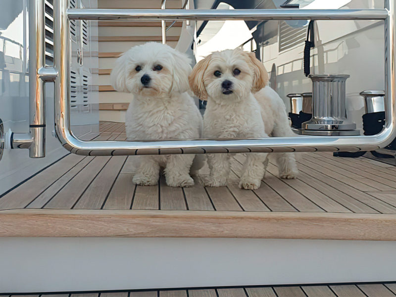 Sea dogs - Cruising with canines - Heesen Yachts