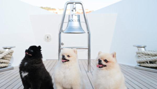 Three fluffy Pomeranian dogs sitting on a yacht deck, with a nautical bell labeled 'ROCKET' and coiled ropes on either side.