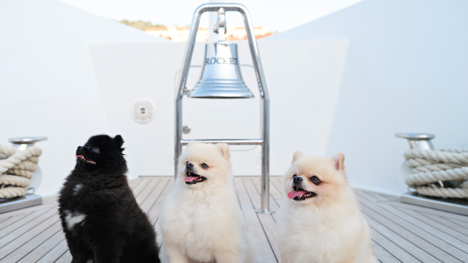 Three fluffy Pomeranian dogs sitting on a yacht deck, with a nautical bell labeled 'ROCKET' and coiled ropes on either side.