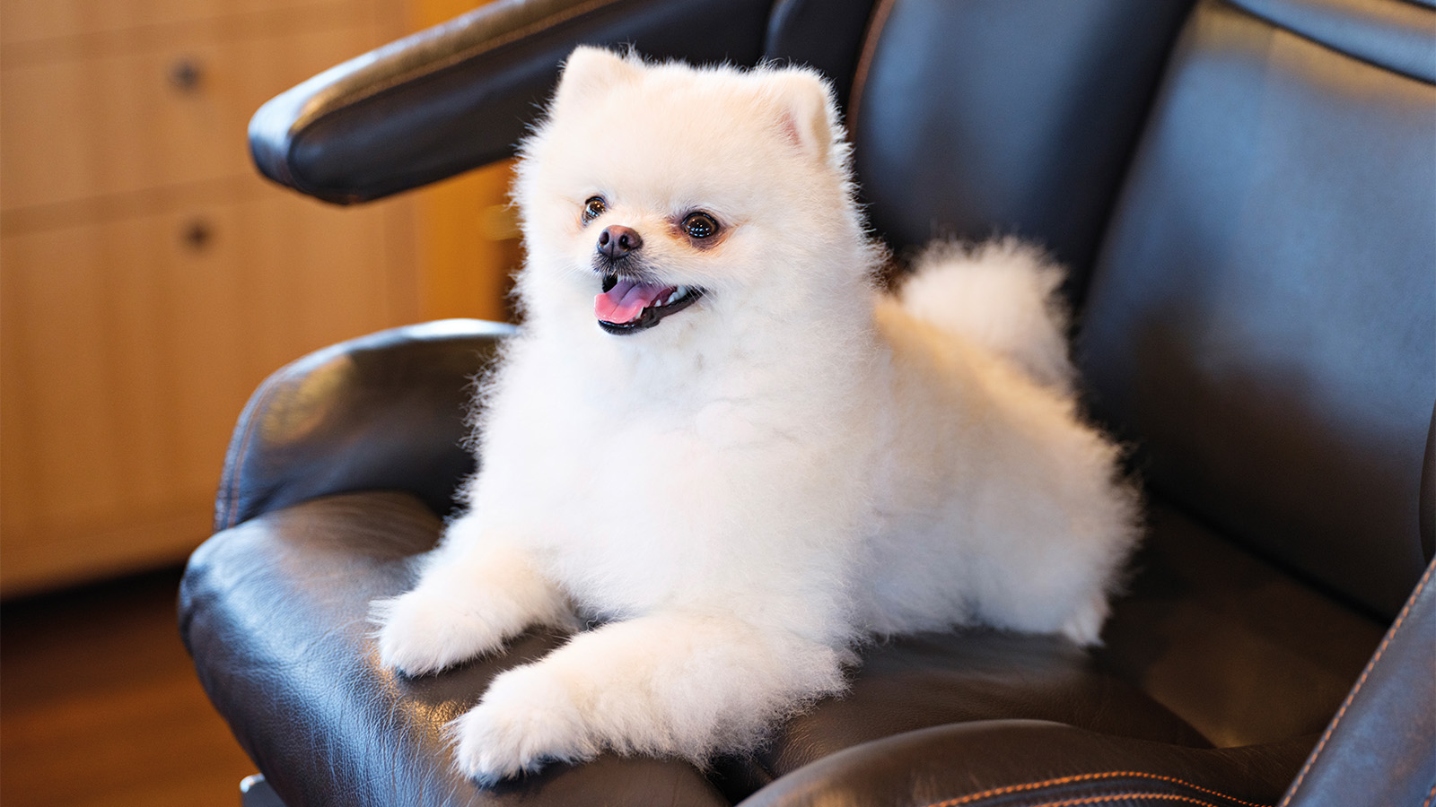 A fluffy white Pomeranian dog sitting on a black leather chair, looking content with its tongue out.